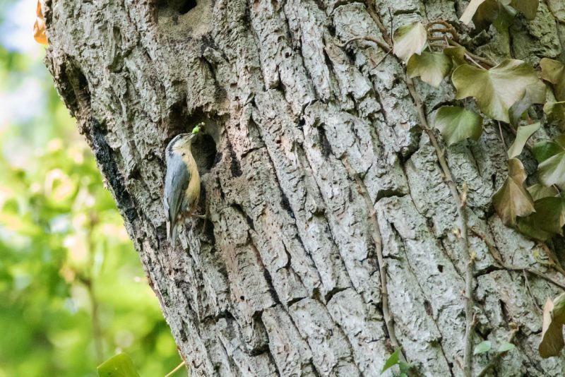 Sittelle torchepot apportant des chenilles à ses petits